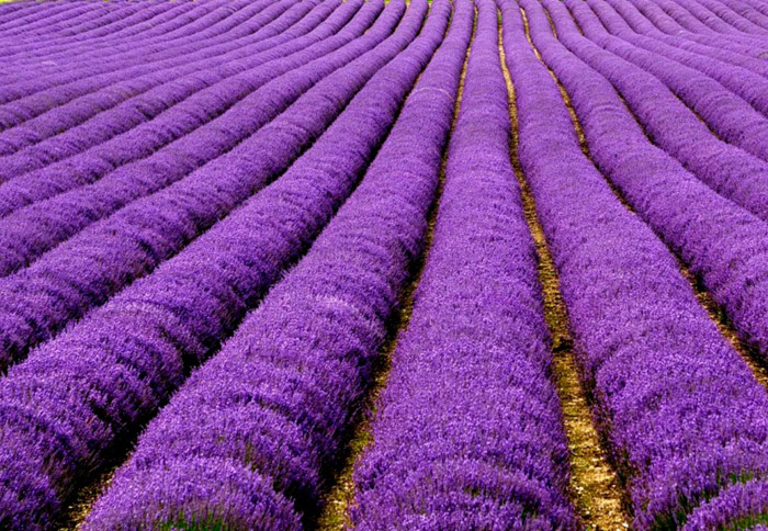 Lavender fields in France. 16 Colourful Places In The World For Your Bridal Portraits. www.theweddingnotebook.com