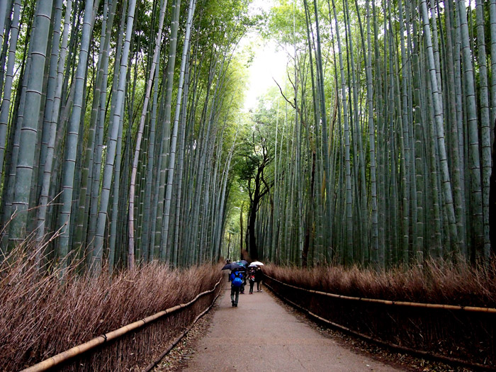 Kyoto Itinerary – Arashiyama Bamboo Grove. www.theweddingnotebook.com